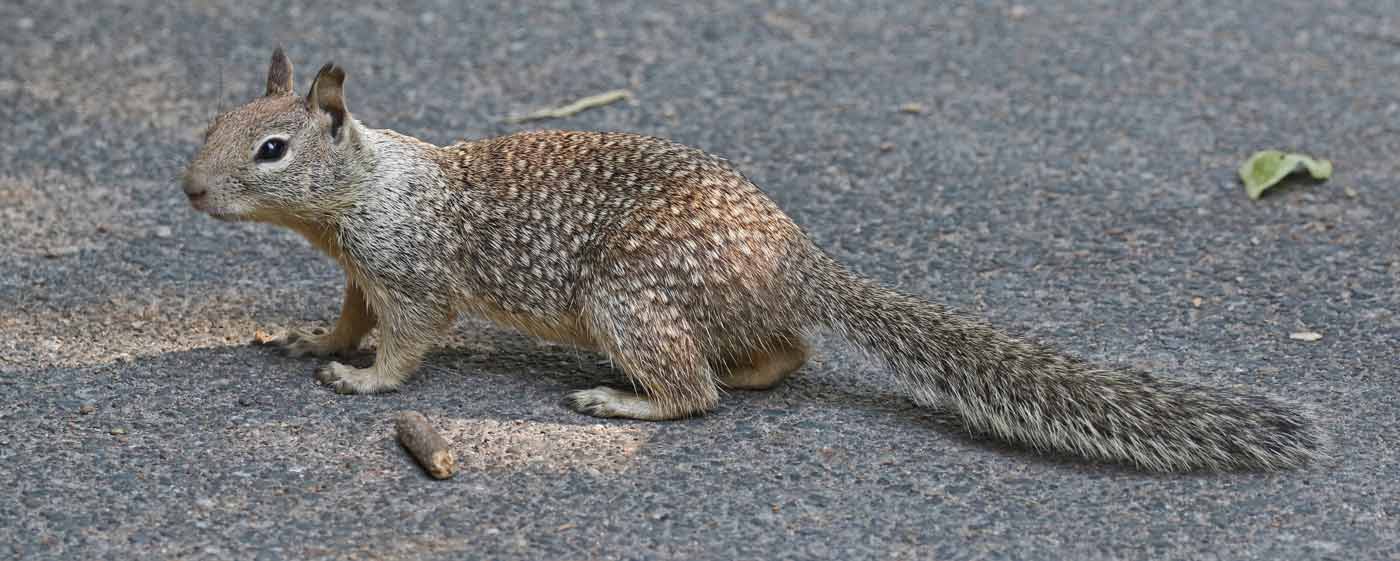 California Ground Squirrel