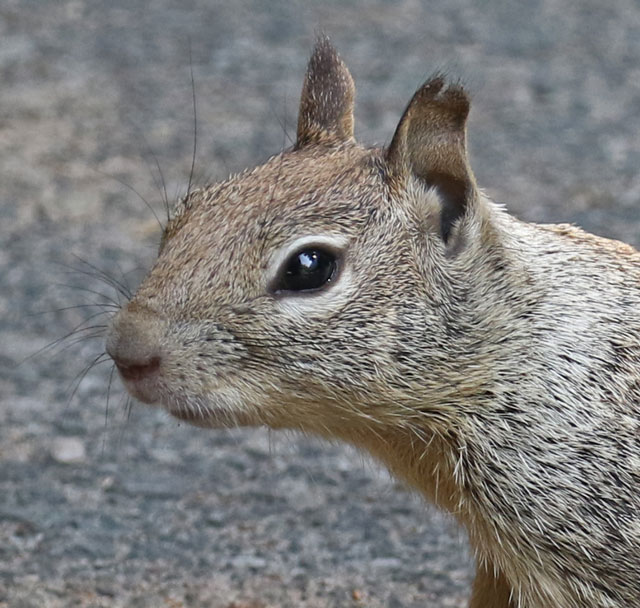 California Ground Squirrel