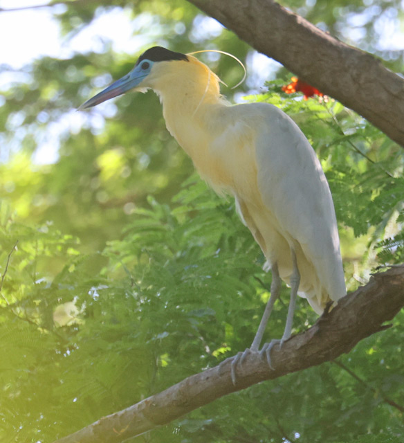 Capped Heron