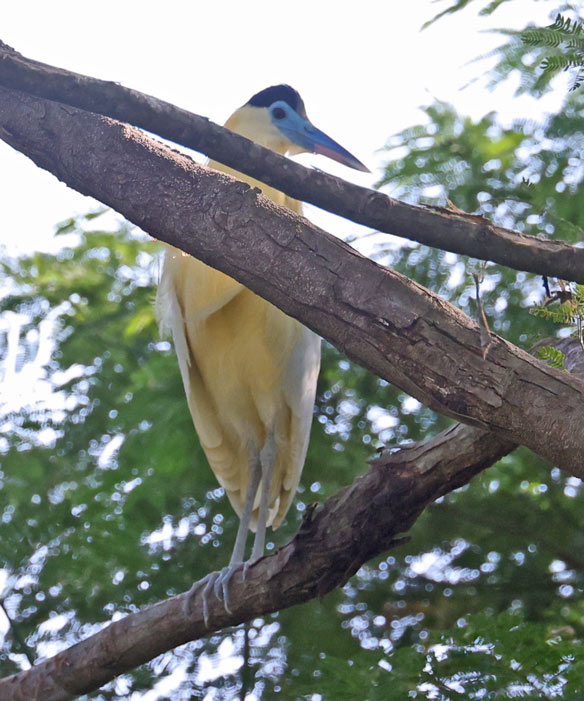Capped Heron