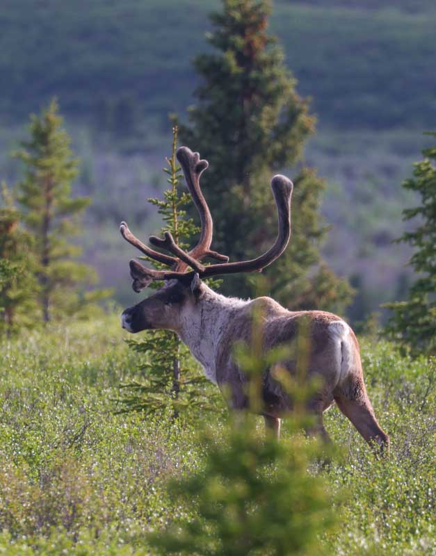 Caribou photo 4