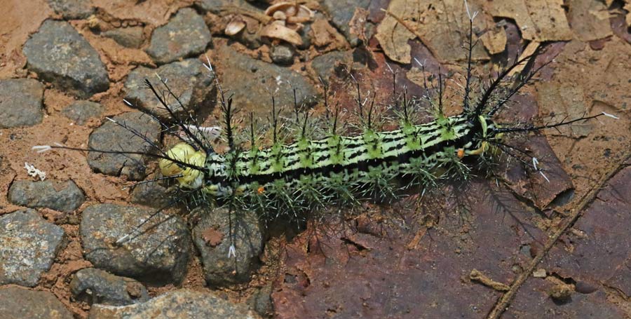 Caterpillar