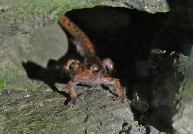 Cave Salamander
