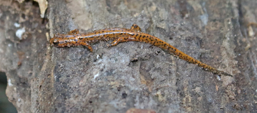 Cave Salamander