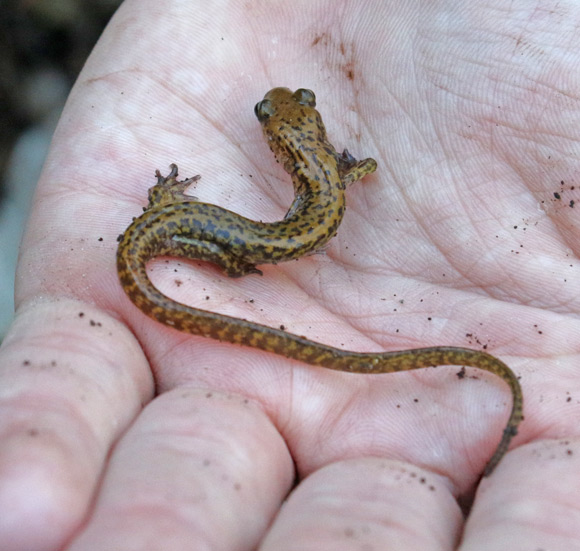 Long-tailed Salamander
