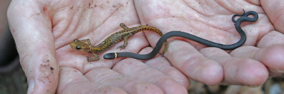 Long-tailed Salamander