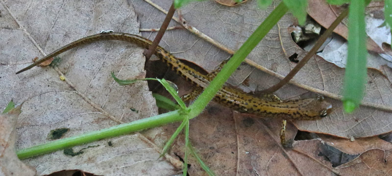Long-tailed Salamander