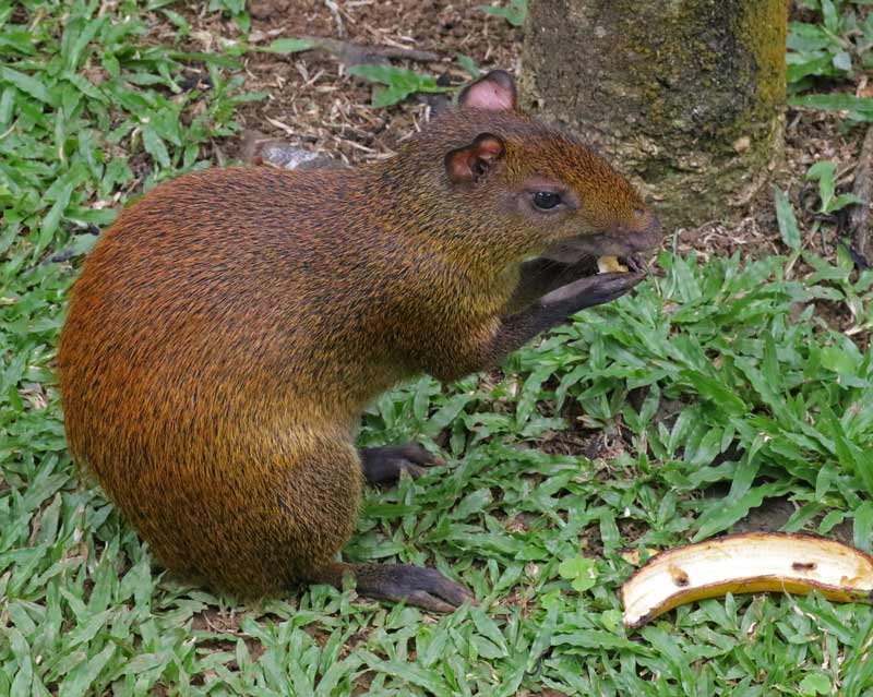 Central American Agouti