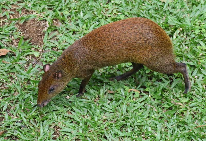 Central American Agouti