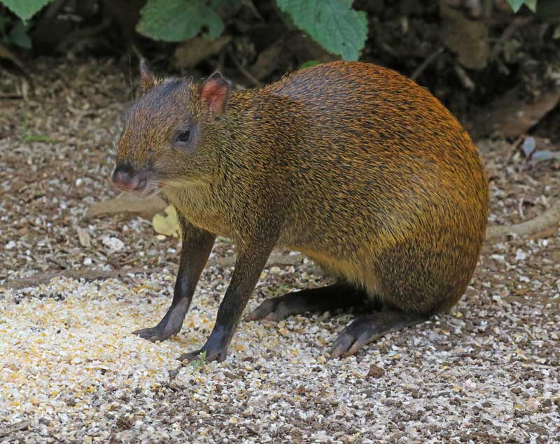 Central American Agouti