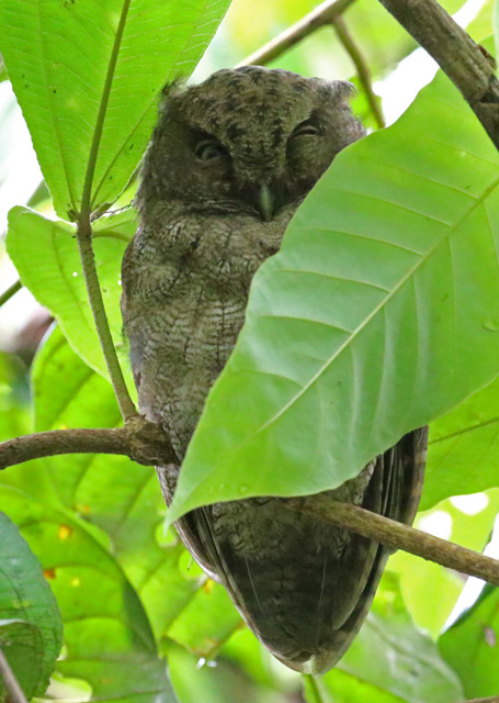 Middle American Screech-owl