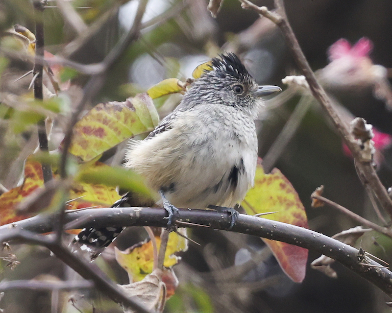 Chapman's Antshrike