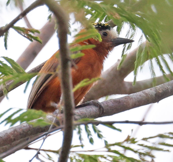 Chestnut Piculet