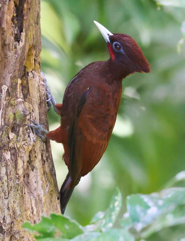 Chestnut Woodpecker