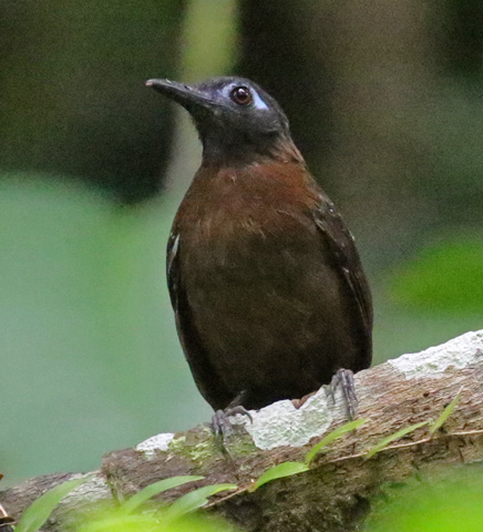 Chestnut-backed Antbird