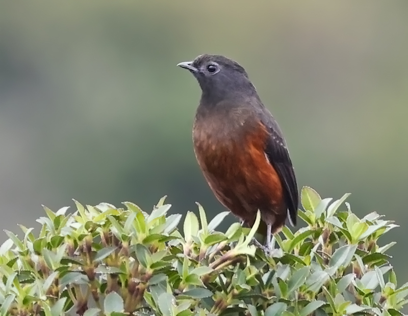 Chestnut-bellied Cotinga