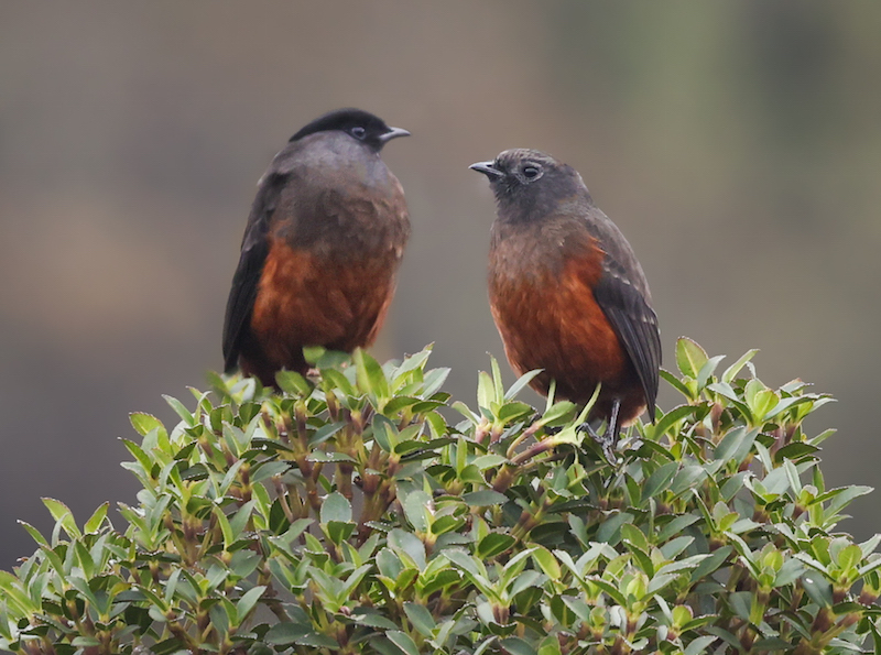 Chestnut-bellied Cotinga