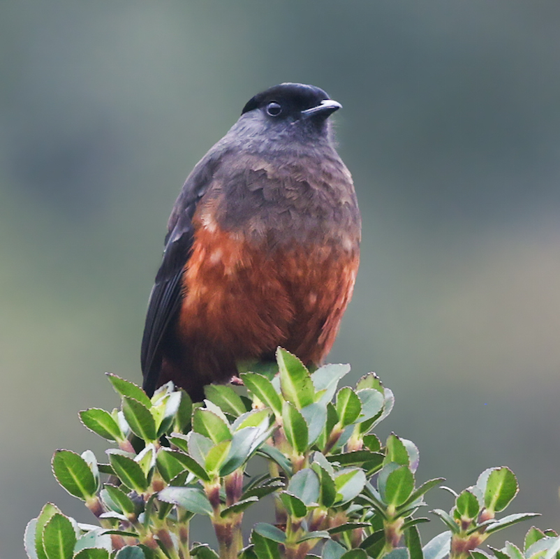 Chestnut-bellied Cotinga