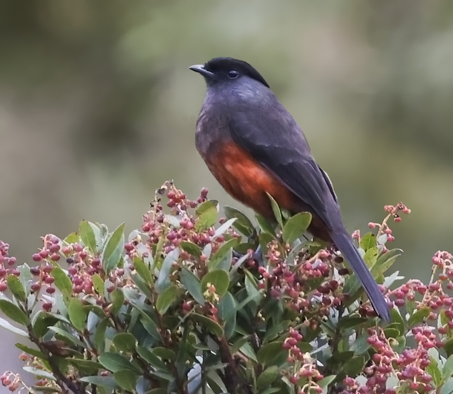 Chestnut-bellied Cotinga