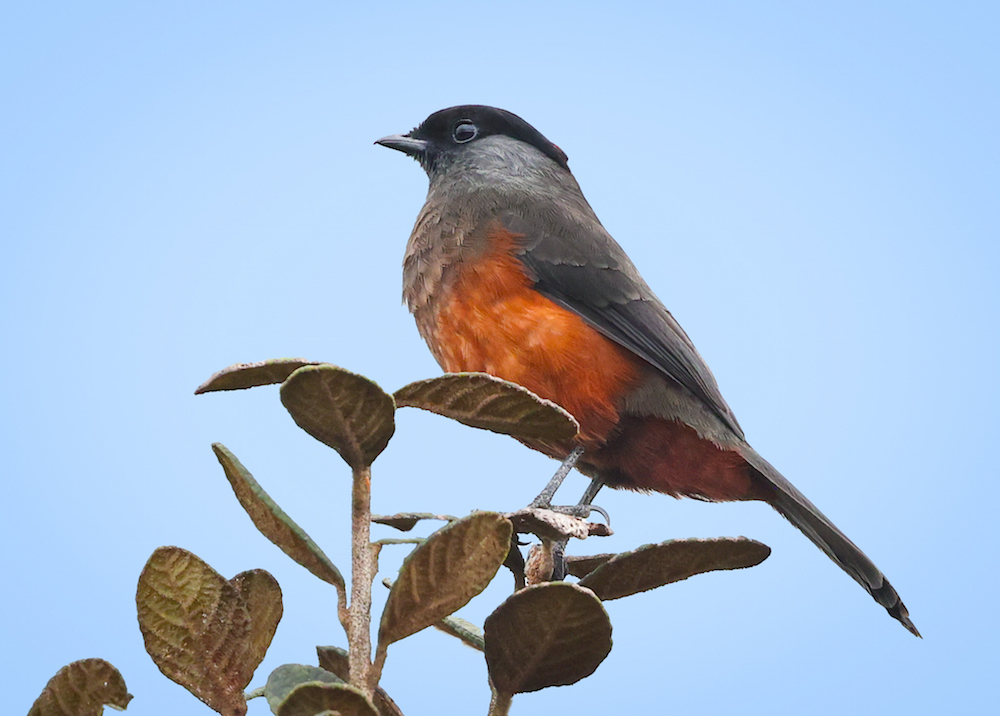 Chestnut-bellied Cotinga