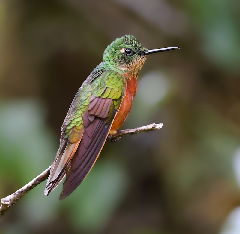 Chestnut-breasted Coronet