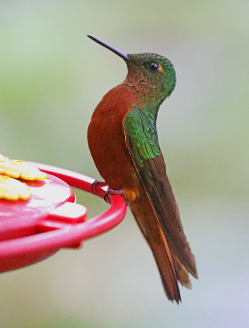 Chestnut-breasted Coronet