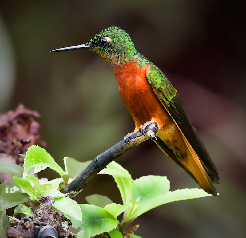 Chestnut-breasted Coronet