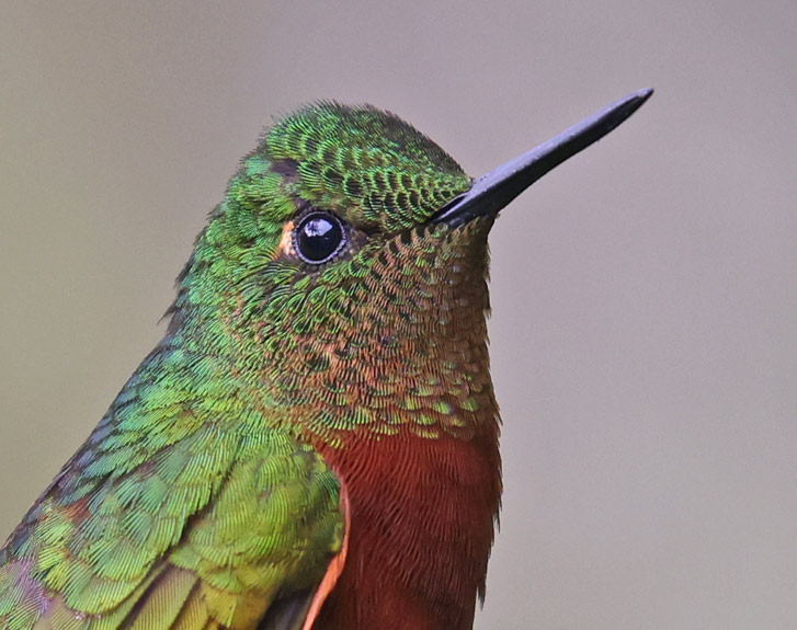 Chestnut-breasted Coronet