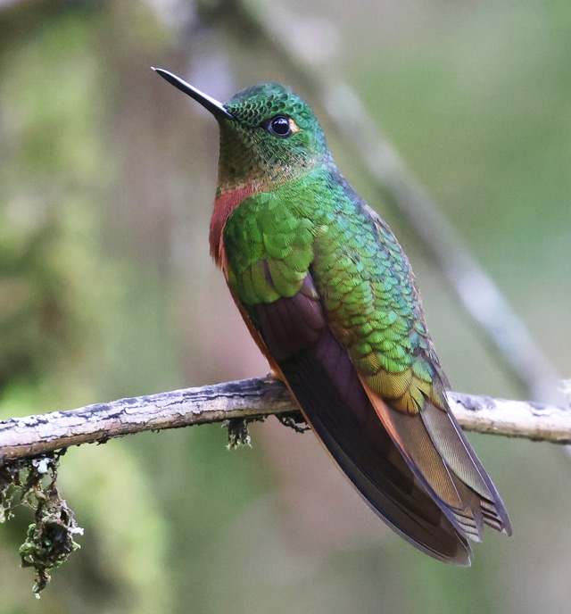 Chestnut-breasted Coronet