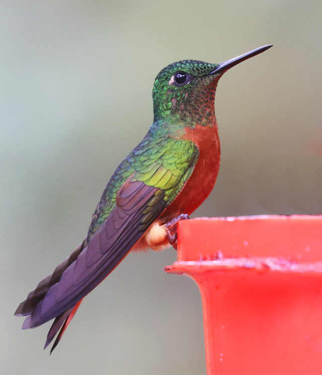 Chestnut-breasted Coronet
