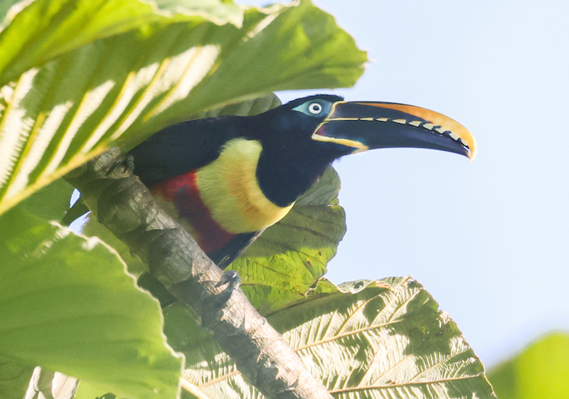 Chestnut-eared Aracari