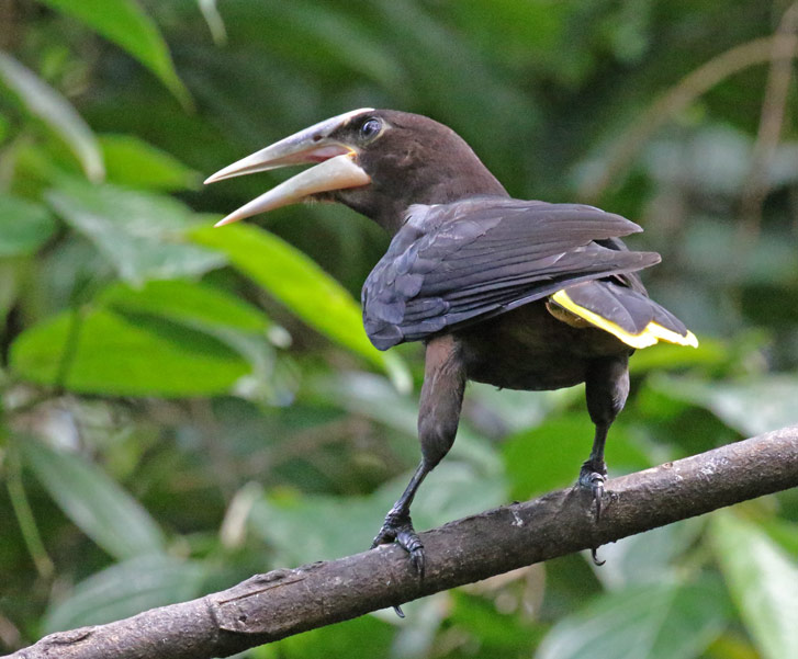 Chestnut-headed Oropendola