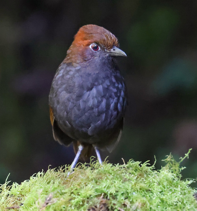 Chestnut-naped Antpitta