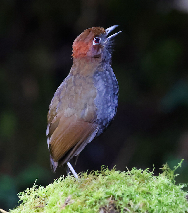 Chestnut-naped Antpitta
