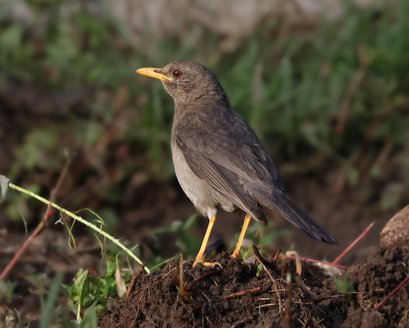 Chiguanco Thrush