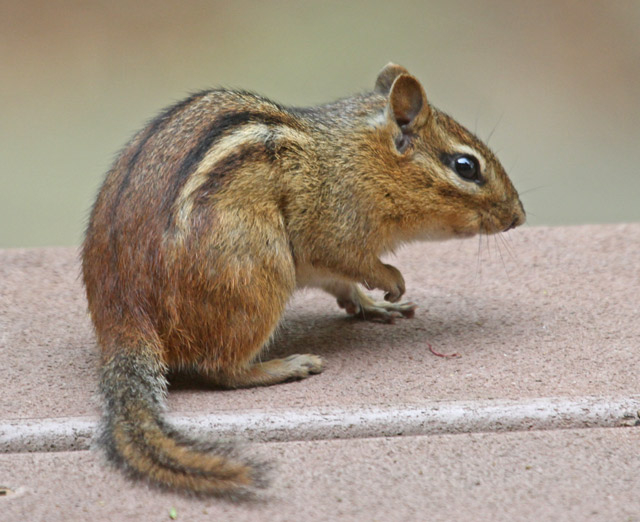 Eastern Chipmunk