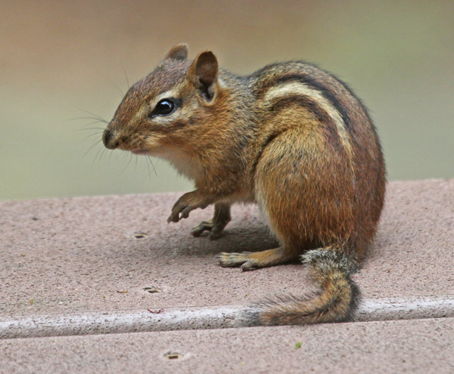 Eastern Chipmunk