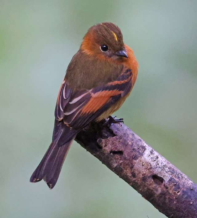 Cinnamon Flycatcher
