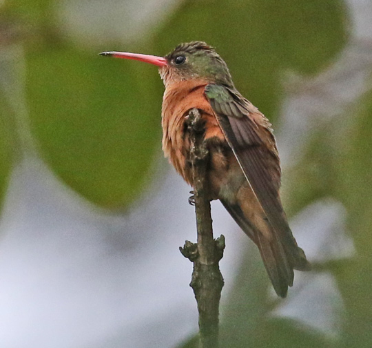 Cinnamon Hummingbird