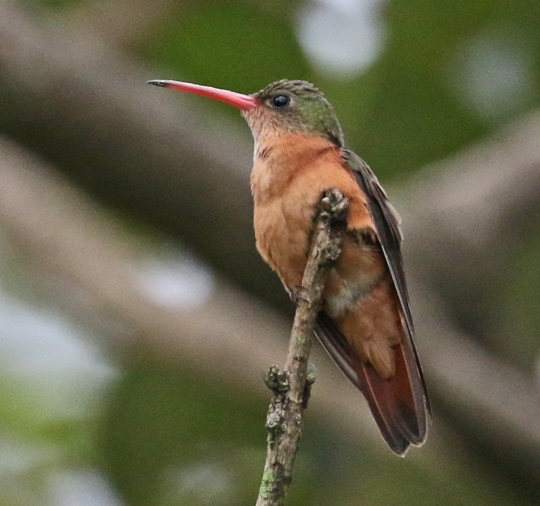 Cinnamon Hummingbird