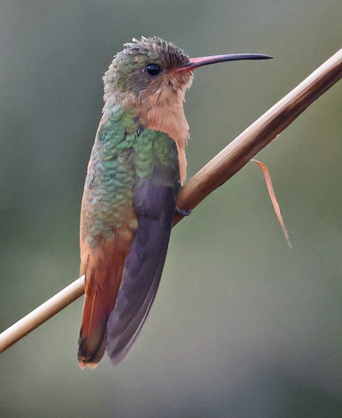Cinnamon Hummingbird