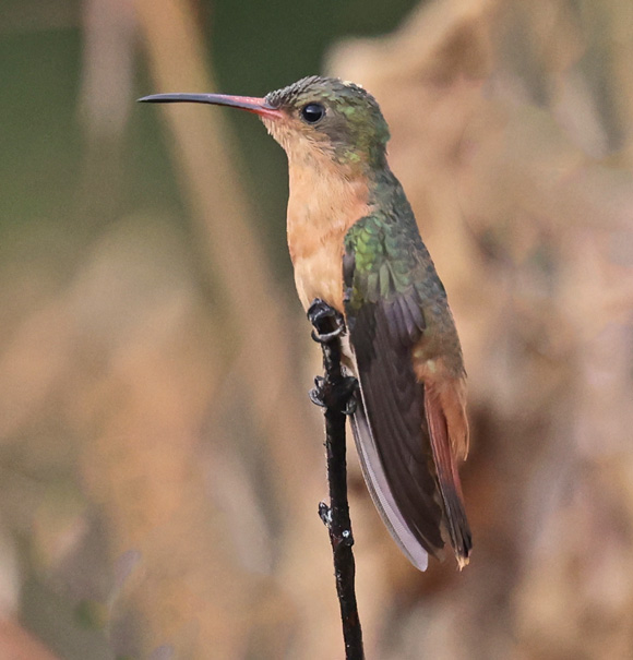 Cinnamon Hummingbird