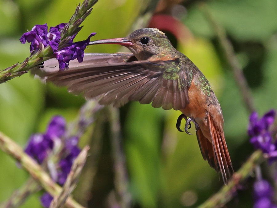Cinnamon Hummingbird