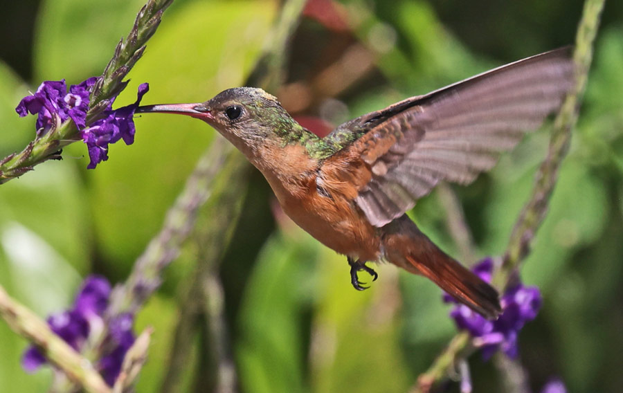 Cinnamon Hummingbird