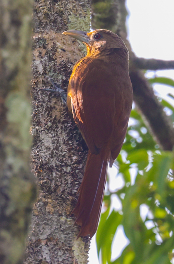 Cinnamon-throated Woodcreeper