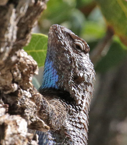 Clark's Spiny Lizard