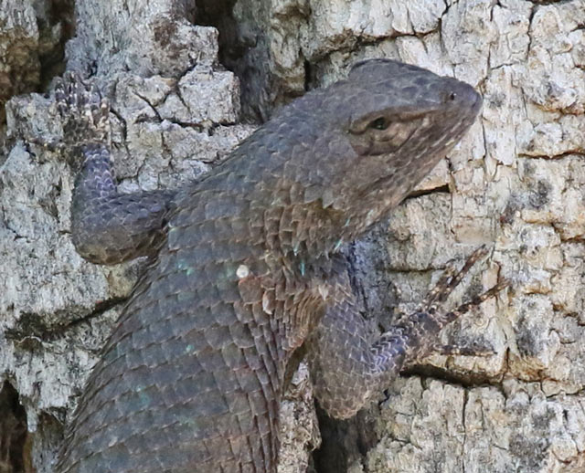 Clark's Spiny Lizard