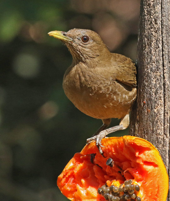 Clay-colored Thrush