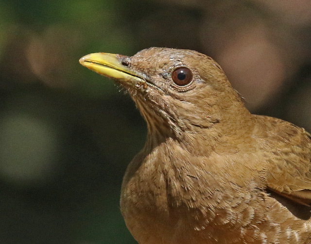 Clay-colored Thrush