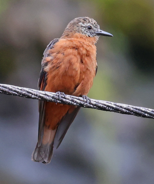 cliff Flycatcher